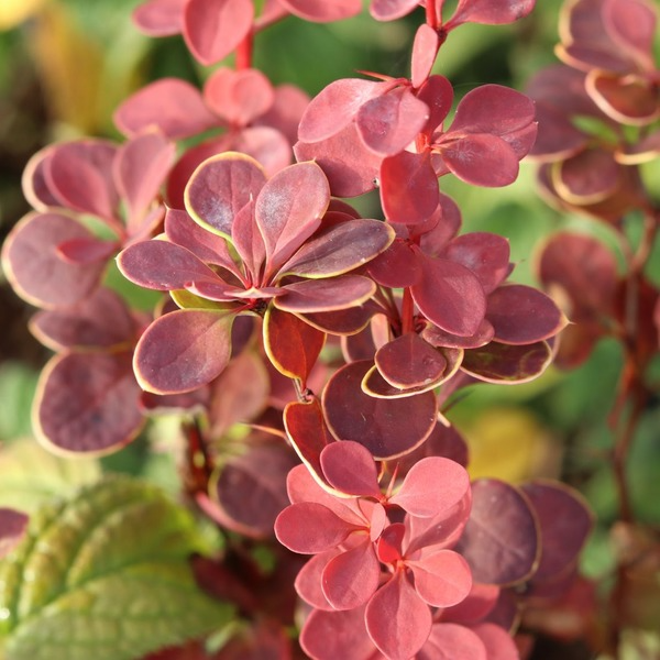 Барбарис Тунберга Оранж Санрайз, Berberis thunbergii Orange Sunrise С3 V58182 фото