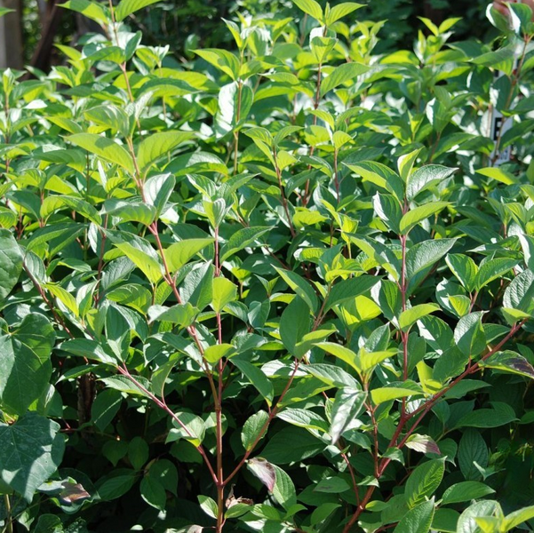 Дерен білий &laquo;Сібіріка&raquo; (Cornus alba 'Sibirica') С3 &mdash; яскраво-червоні пагони, декоративний кущ