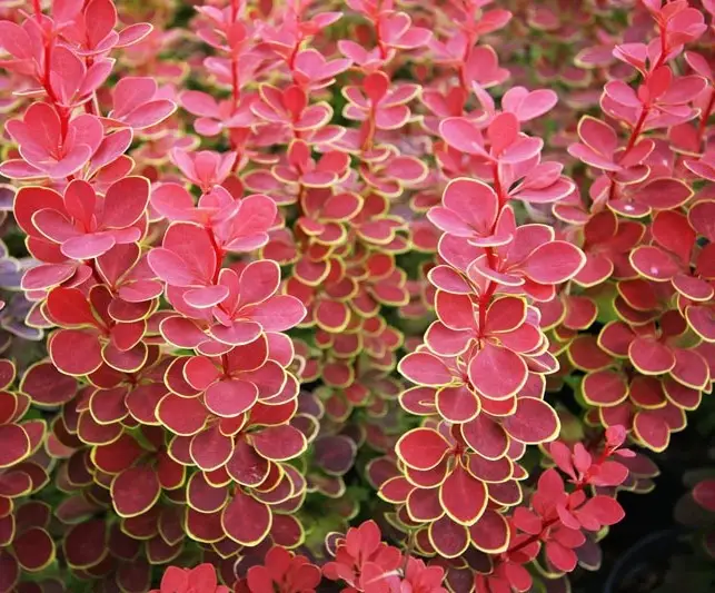 Барбарис Тунберга Оранж Санрайз, Berberis thunbergii Orange Sunrise С3 V58182 фото