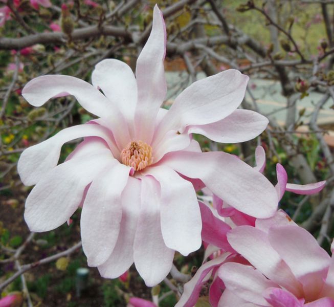 Магнолия Лебнера Леонард Мессел (Magnolia loebneri Leonard Messel) C5 высота 80-85см R31345 фото