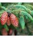 Ель шероховатая Спринг Ред. (Picea asperata Spring Red) С5 CS2107 фото 3