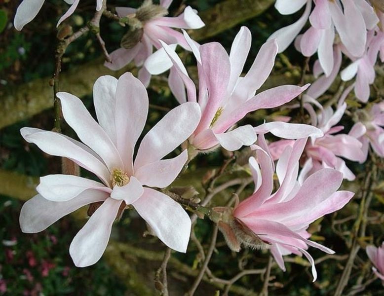 Магнолия Лебнера Леонард Мессел (Magnolia loebneri Leonard Messel) C5 высота 80-85см R31345 фото