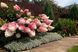 Гортензія волотиста Pinky Winky (Hydrangea paniculata Pinky Winky) декоративний кущ в горщику C1 2 річний V18017 фото 3