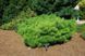 Сосна густоцветковая Джейн Клуис. (Pinus densiflora Jane Kluis) С10 CS2357 фото 1