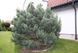 Сосна звичайна Ватерері. (Pinus sylvestris Watereri) С5 CS2307 фото 3