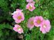 Лапчатка кустарниковая Лавли Пинк. (Potentilla fruticosa Lovely Pink) Р9 CS2860 фото 2