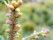 Ель шероховатая Спринг Ред. (Picea asperata Spring Red) С5 CS2107 фото 1