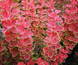 Барбарис Тунберга Оранж Санрайз, Berberis thunbergii Orange Sunrise С3 V58182 фото 3