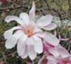 Магнолия Лебнера Леонард Мессел (Magnolia loebneri Leonard Messel) C5 высота 80-85см R31345 фото 2