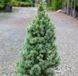 Ель канадская Сан он зе Скай/Солнце на Небе (сизая). (Picea glauca Sun on the Sky) С5 CS2057 фото 3