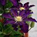 Клематис Вагабонд. (Clematis The Vagabond) ІІ група С2 CS1730 фото 2
