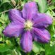 Клематис Вагабонд. (Clematis The Vagabond) ІІ група С2 CS1730 фото 5