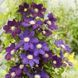 Клематис Вагабонд. (Clematis The Vagabond) ІІ група С2 CS1730 фото 1