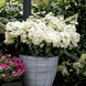 Гортензія волотиста Петіт Стар. (Hydrangea paniculata Petite Star) С10, 7років VS2701 фото 4