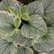 Бруннера 'Кингс Рэнсом'. (Brunnera macrophylla 'King's Ransom') CS1780 фото 1
