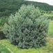 Сосна звичайна Ватерері. (Pinus sylvestris Watereri) С5 CS2307 фото 1