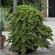 Ялівець прокумбенс Нана (Juniperus procumbens Nana) Р9 CS2257 фото 1