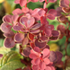 Барбарис Тунберга Оранж Санрайз, Berberis thunbergii Orange Sunrise С3 V58182 фото 2