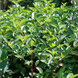 Дерен білий &laquo;Сібіріка&raquo; (Cornus alba 'Sibirica') С3 &mdash; яскраво-червоні пагони, декоративний кущ R2953 фото 2