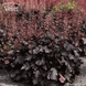 Гейхера гібридна &lsquo;Rex Black&rsquo; (Королівський Чорний) Heuchera hybrida &lsquo;Rex Black&rsquo; C3 V10092 фото 1
