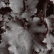 Гейхера гібридна &lsquo;Rex Black&rsquo; (Королівський Чорний) Heuchera hybrida &lsquo;Rex Black&rsquo; C3 V10092 фото 2