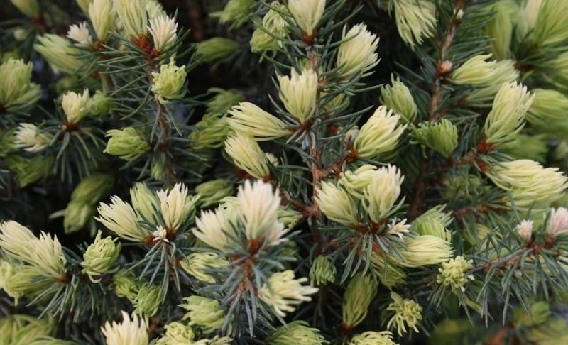 Ель канадская Сан он зе Скай/Солнце на Небе (сизая). (Picea glauca Sun on the Sky) С5 CS2057 фото