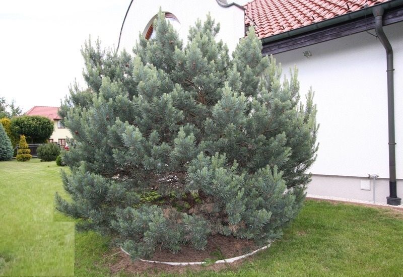 Сосна звичайна Ватерері. (Pinus sylvestris Watereri) С5 CS2307 фото