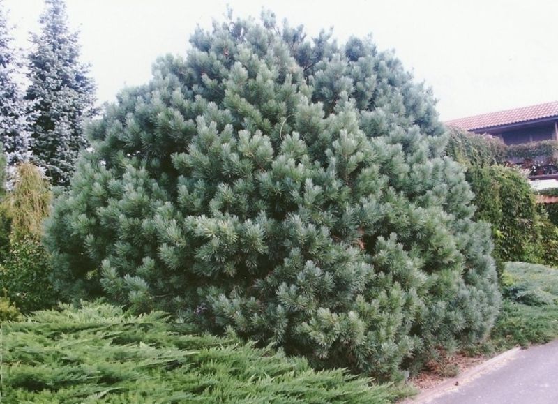 Сосна звичайна Ватерері. (Pinus sylvestris Watereri) С5 CS2307 фото