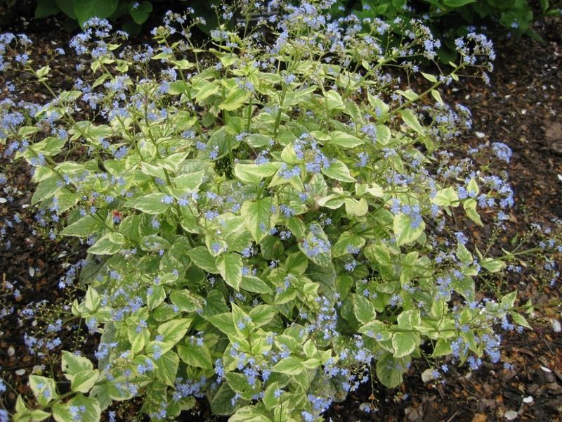Бруннера 'Кингс Рэнсом'. (Brunnera macrophylla 'King's Ransom')