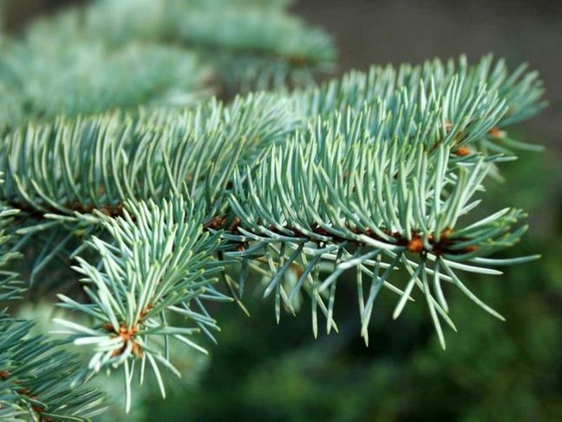 Ель шероховатая Спринг Ред. (Picea asperata Spring Red) С5 CS2107 фото