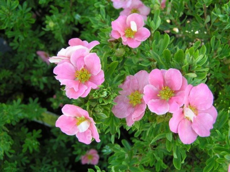 Лапчатка кустарниковая Лавли Пинк. (Potentilla fruticosa Lovely Pink) Р9 CS2860 фото