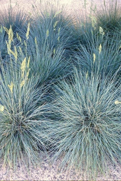 Костриця &laquo;Блу Селект&raquo; &mdash; Festuca glauca &lsquo;Blue Select&rsquo; Р12 V58183 фото