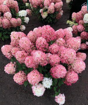 Гортензія волотиста Лівін Літл Розі. (Hydrangea paniculata Living Little Rosy) Р9 CS2661 фото