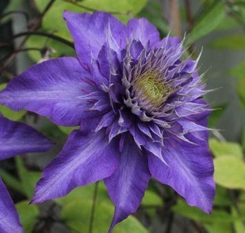 Клематис Мульти Блю. (Clematis Multi Blue) ІІгруппа