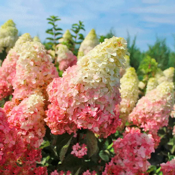 Гортензія волотиста Fraise Melba (Hydrangea paniculata Fraise Melba) декоративний кущ в горщику C1 2х річний V18016 фото