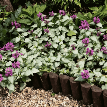 Яснотка грунтопокровная (Lamium) Р9, многолетник для тени, декоративное почвопокровное растение V62188 фото