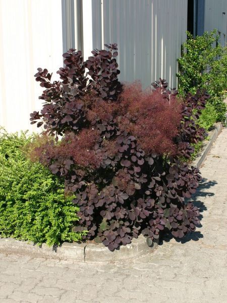Скумпія шкіряна Роял Перпл. (Cotinus coggygria Royal Purple) С7,5