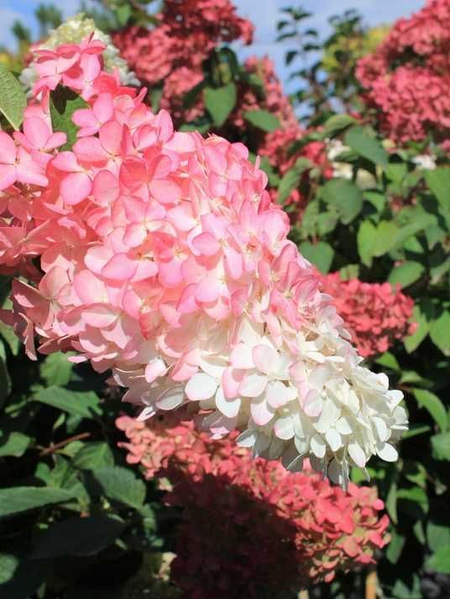 Гортензія волотиста Fraise Melba (Hydrangea paniculata Fraise Melba) декоративний кущ в горщику C1 2х річний V18016 фото