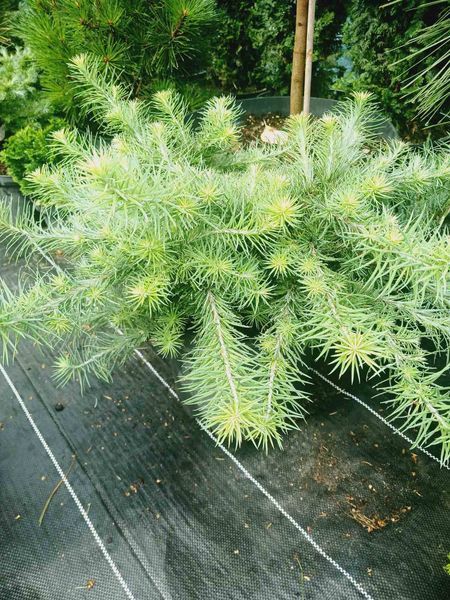 Модрина японская Болік. (Larix kaempferi Bohlik) С5 &nbsp;D25-40см V108314 фото