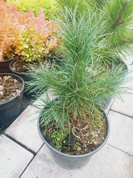 Сосна корейская - кедровая (Pinus koraiensis) С3 20-25см TS0027 фото