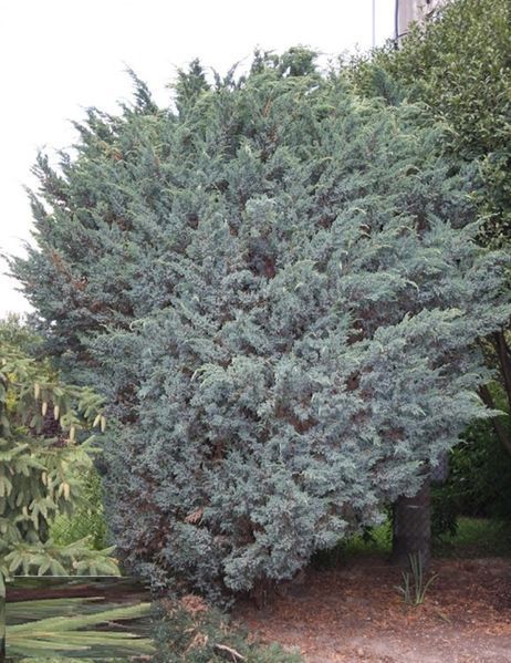 Можжевельник чешуйчатый Мейери. (Juniperus squamata Meyeri) С3 CS2258 фото