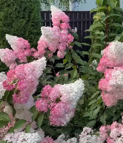 Гортензія волотиста Fraise Melba (Hydrangea paniculata Fraise Melba) декоративний кущ в горщику C1 2х річний V18016 фото