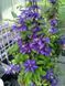 Клематис Мульти Блю. (Clematis Multi Blue) ІІгруппа CS1731 фото 4