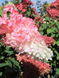 Гортензія волотиста Fraise Melba (Hydrangea paniculata Fraise Melba) декоративний кущ в горщику C1 2х річний V18016 фото 3
