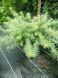 Модрина японская Болік. (Larix kaempferi Bohlik) С5 &nbsp;D25-40см V108314 фото 2