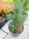 Сосна корейская - кедровая (Pinus koraiensis) С3 20-25см TS0027 фото 3