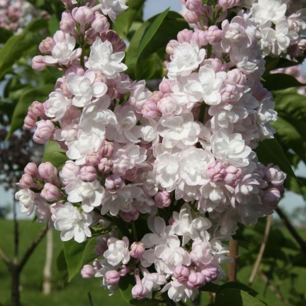 Сирень обыкновенная Красавица Украины. (Syringa vulgaris Beauty of Ukraine) CS2961 фото