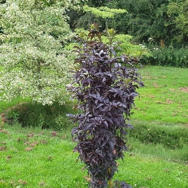 Бузина черная Блэк Тауэр. (Sambucus nigra Black Tower) С5