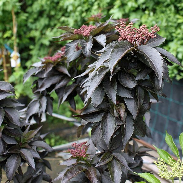 Бузина черная Блэк Тауэр. (Sambucus nigra Black Tower) С5