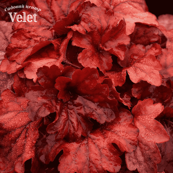 Гейхера гібридна &lsquo;Fire Chief&rsquo; (Повелитель Вогню) Heuchera hybrida &lsquo;Fire Chief&rsquo; С3 V10093 фото